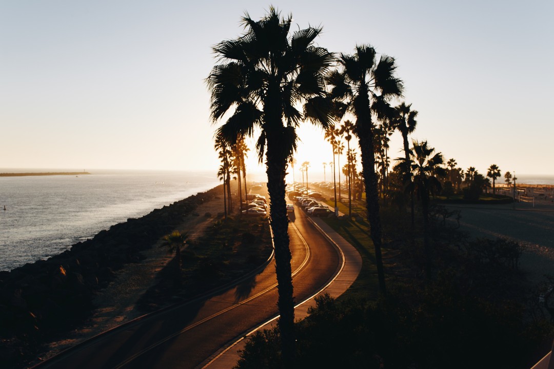 Image of palm trees next to the beach with a winding rode leading to a parking lot